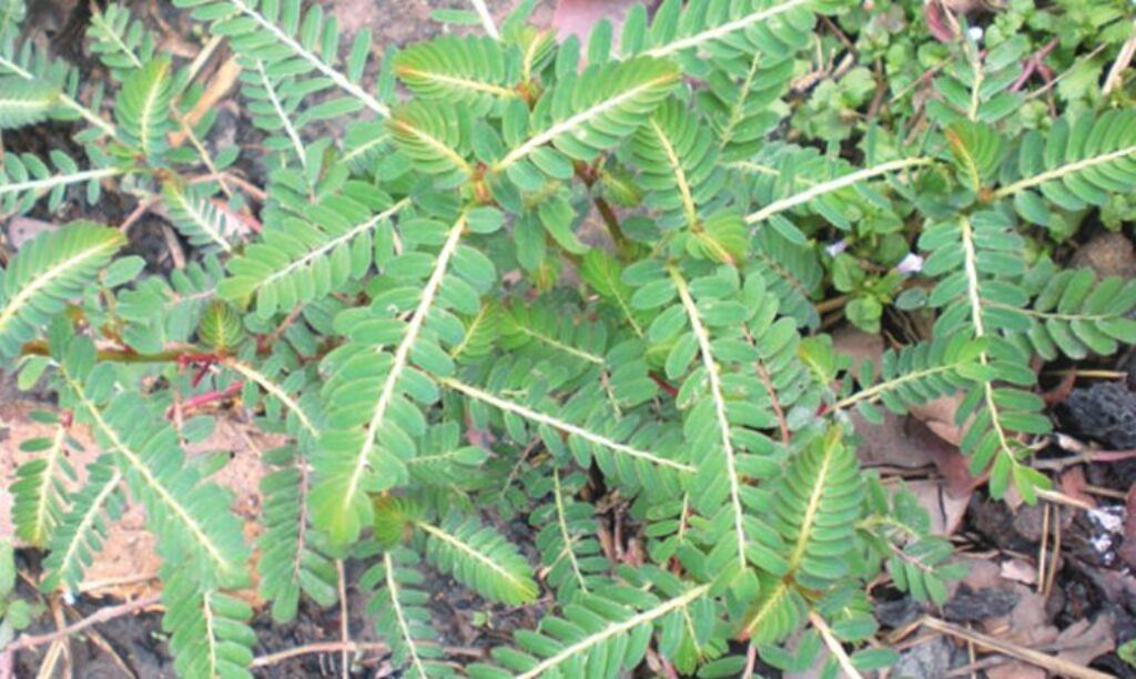 diệp hạ châu ngọt