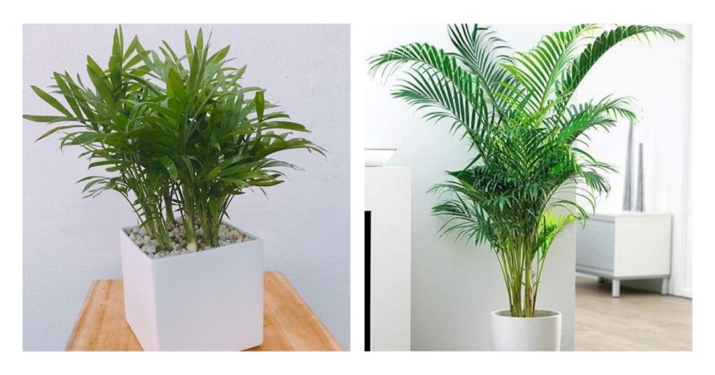 Cau tiểu trâm (Areca Palm)
