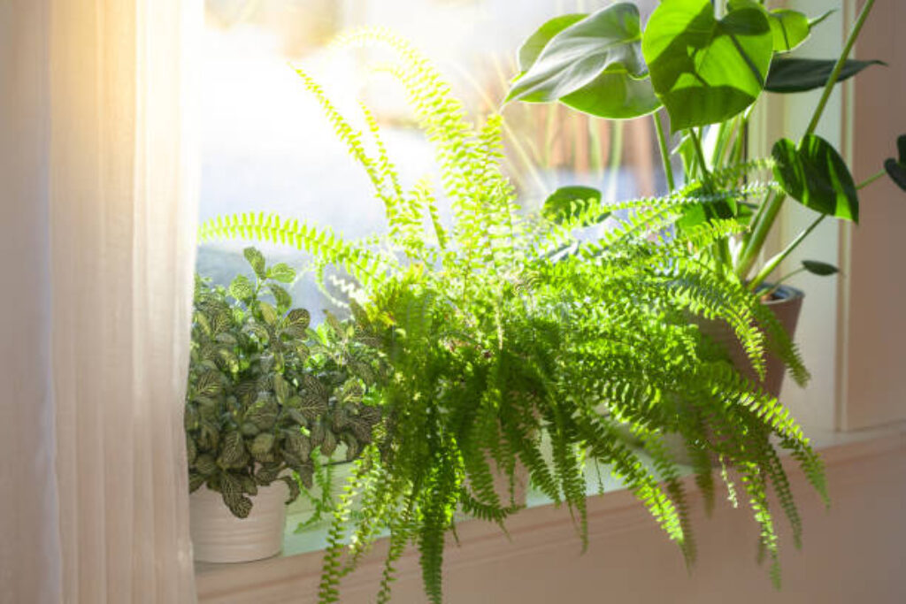 Dương xỉ (Boston Fern)