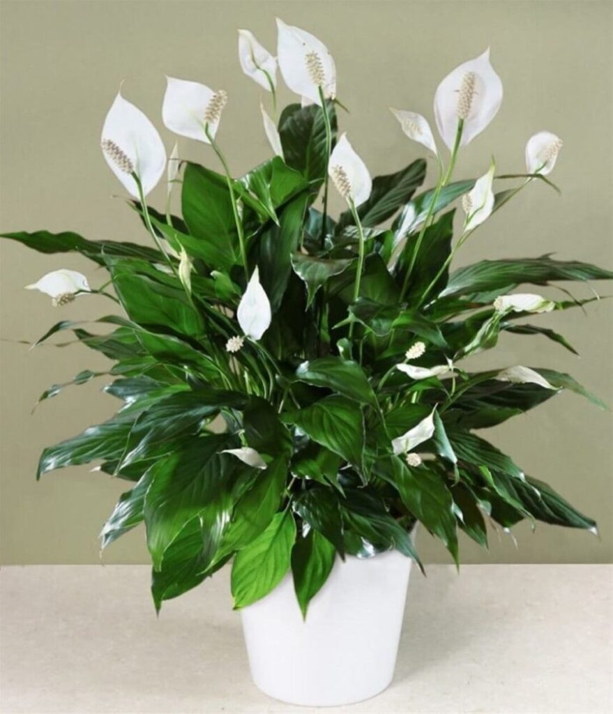 cây Lan ý (Peace Lily)