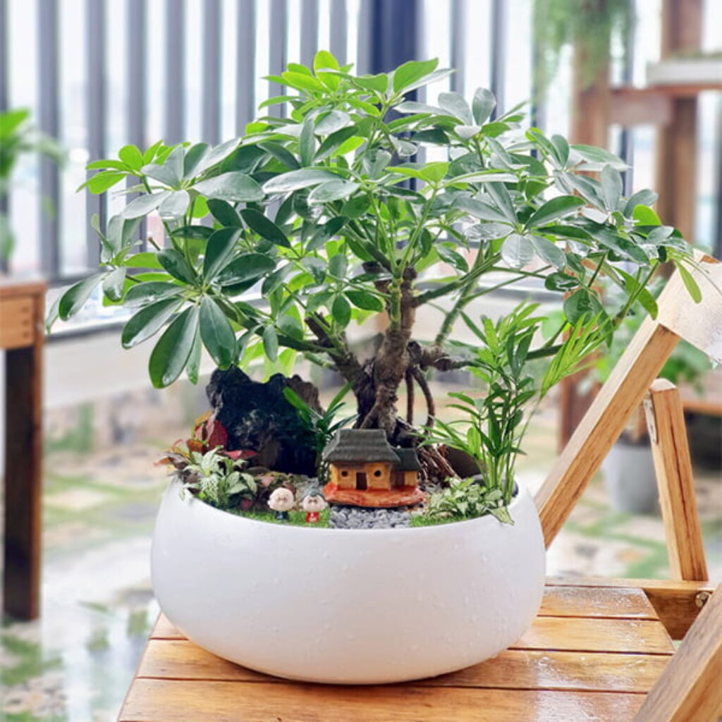 Ngũ gia bì (Schefflera arboricola)