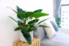 Top 8 loại cây trồng trong nhà giúp thanh lọc không khí