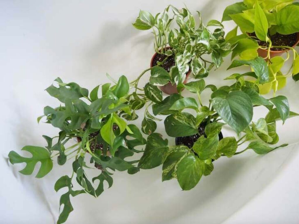 Trầu bà (Pothos / Devil’s Ivy) giúp thanh lọc không khí